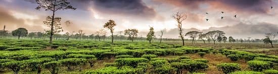 Darjeeling
