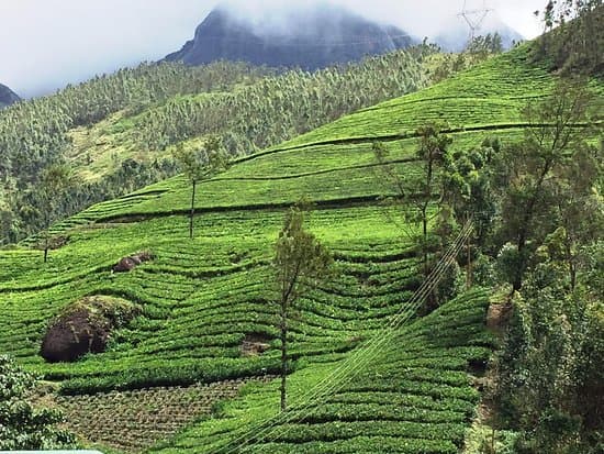 Kannan Devan Tea Museum