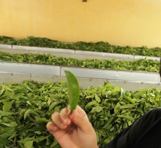 Kannan Devan Tea Museum